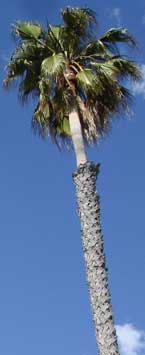 summer palm